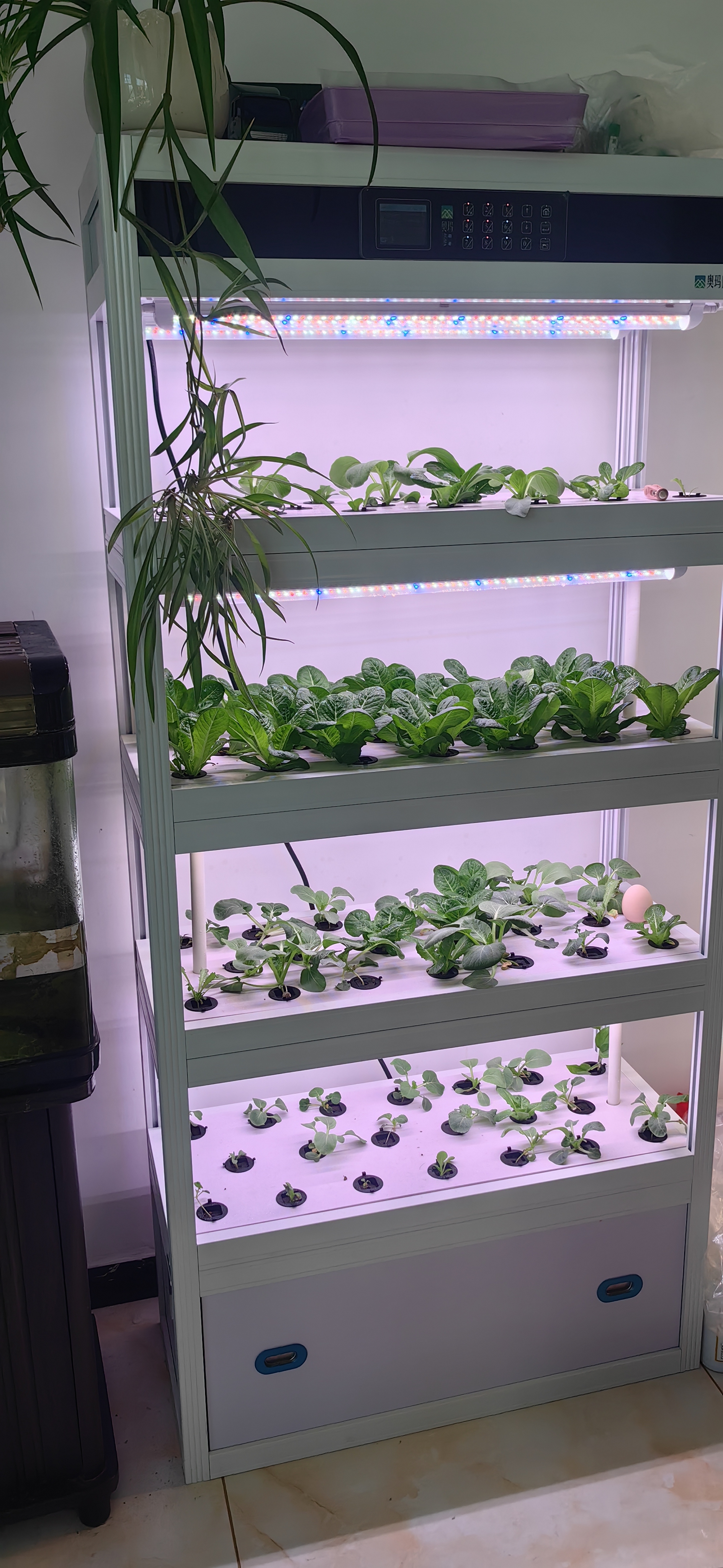 Indoor Intelligent Soilless Cu - مراجعة Hydroponic System وسعره