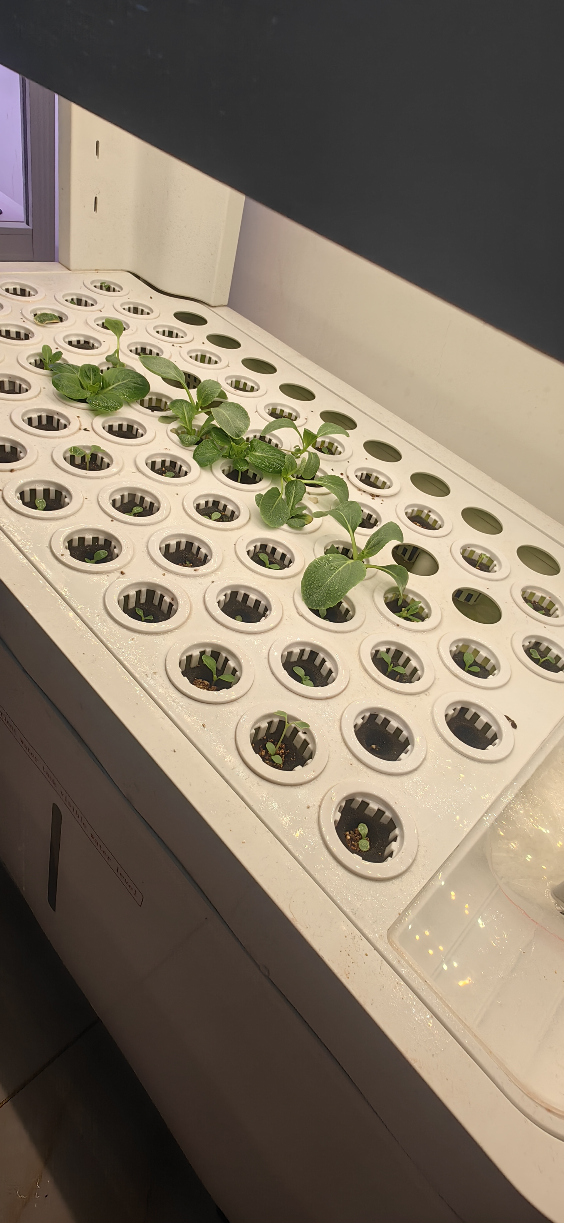 Indoor Intelligent Soilless Cu - مراجعة Hydroponic System وسعره