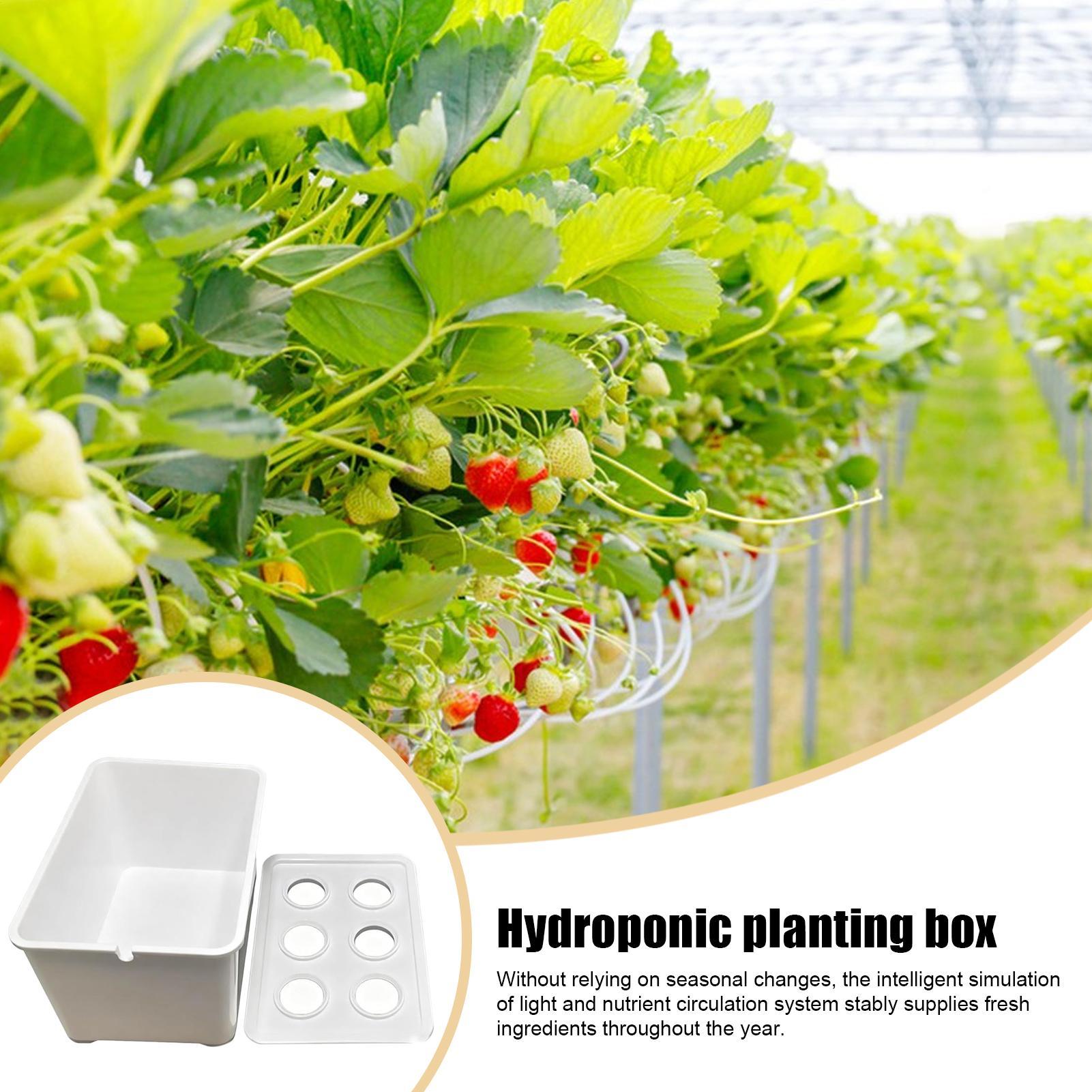 Hydroponic Planting Kit Beginn - مراجعة Hydroponic System وسعره