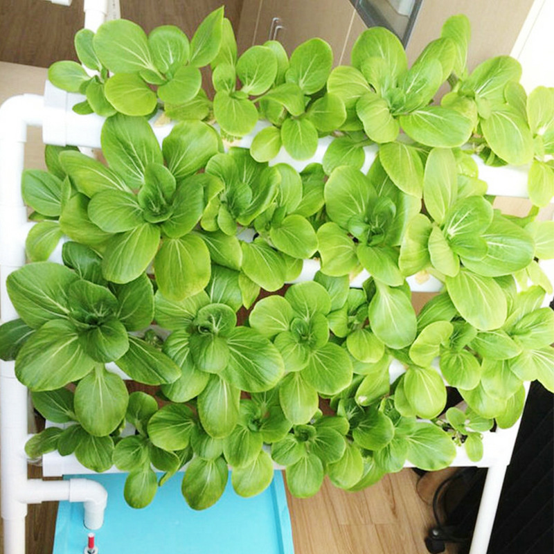 36 Cells Balcony Using Small H - مراجعة Hydroponic System وسعره