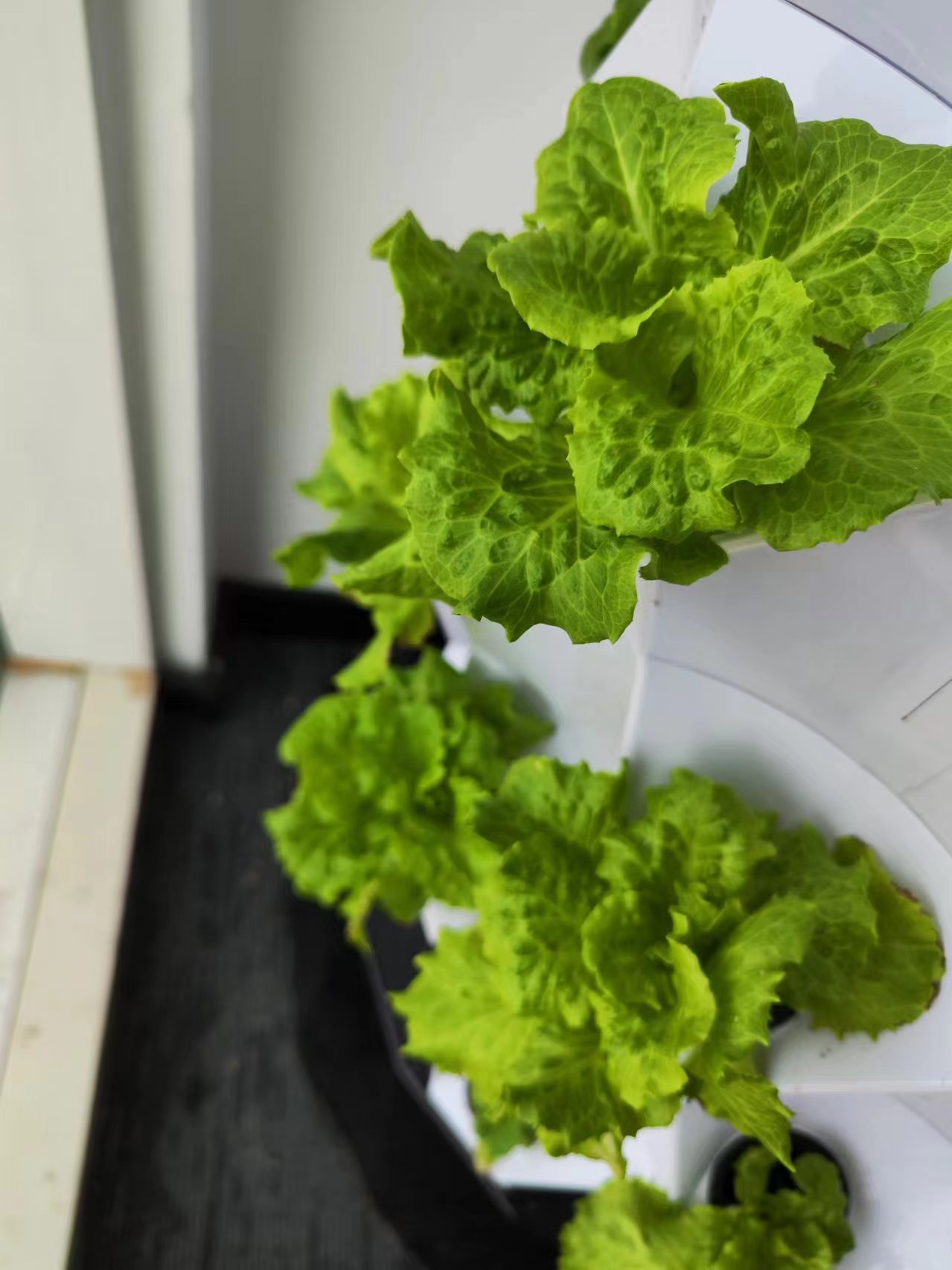 Farm Auto Irrigation Drip Kit  - مراجعة Hydroponic System وسعره