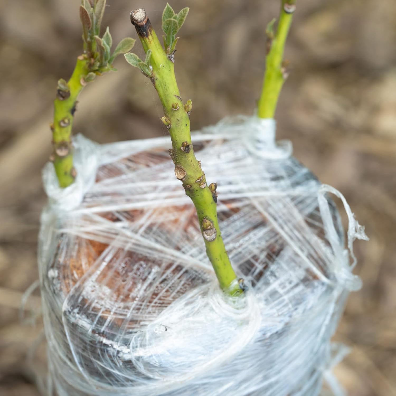 Eco-Friendly Biodegradable Gra - مراجعة Grafting Tape وسعره