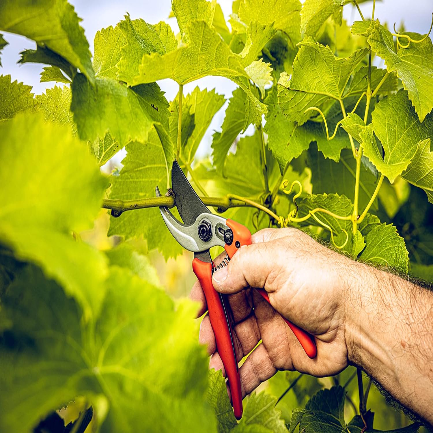 Versatile, Durable, and Precis - مراجعة Gardening Tools Must Haves وسعره